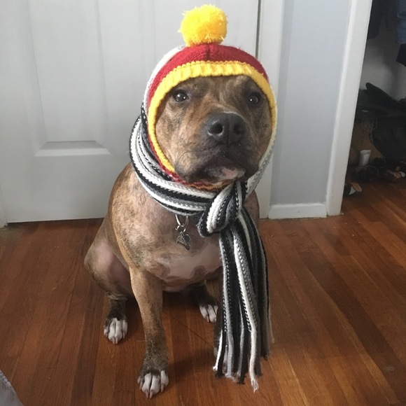 Meet your Posher, Pitbull - Picture 1 of 1